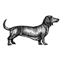 Dachshund.png